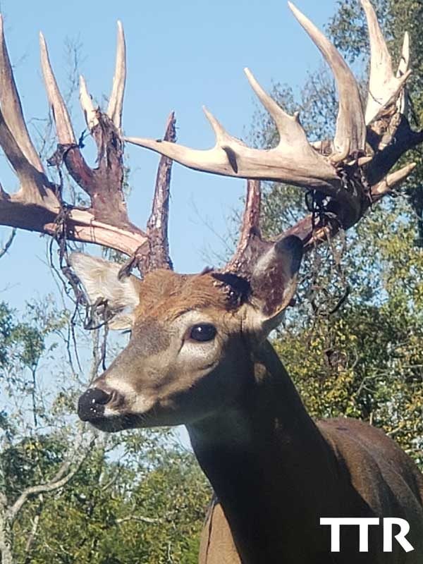 Gallery - Whitetail Deer Hunting KY | Twisted Tines Ranch KY