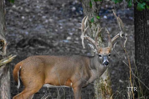 Whitetail Deer Hunting KY | Twisted Tines Ranch KY