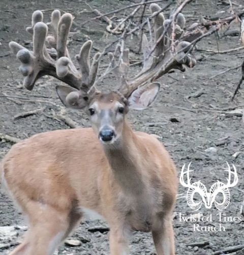 Whitetail Deer Hunting KY | Twisted Tines Ranch KY