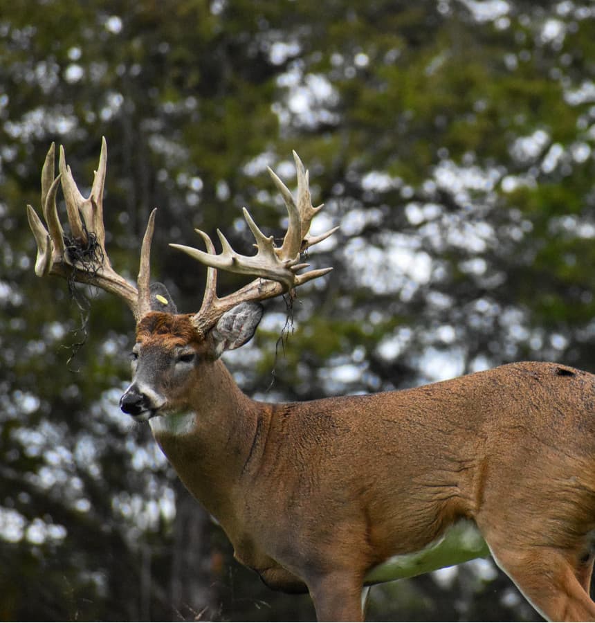 Whitetail Deer Hunting KY | Twisted Tines Ranch KY