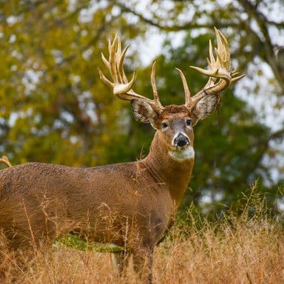 B (1) Beautiful Whitetail Buck in Field